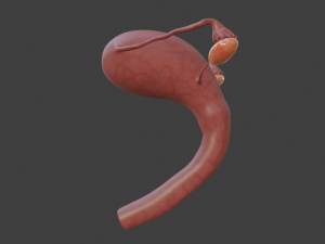 female reproductive system Modelo 3D
