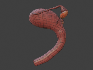 female reproductive system Modelo 3D
