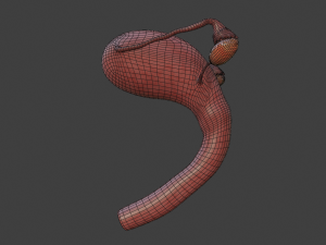 female reproductive system Modelo 3D