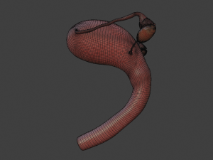 female reproductive system Modelo 3D