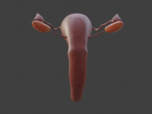 female reproductive system Modelo 3D