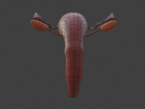 female reproductive system Modelo 3D