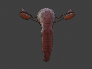 female reproductive system Modelo 3D