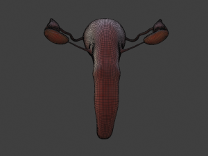 female reproductive system Modelo 3D