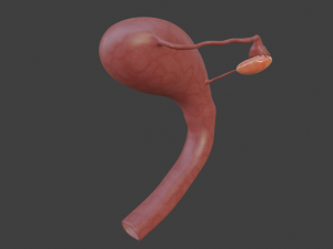 female reproductive system Modelo 3D