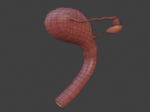 female reproductive system Modelo 3D