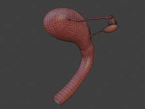 female reproductive system Modelo 3D
