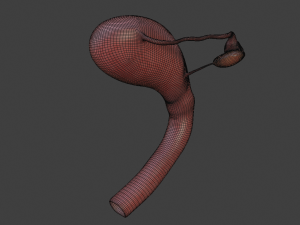 female reproductive system Modelo 3D