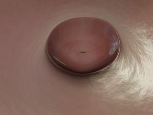 female reproductive system Modelo 3D