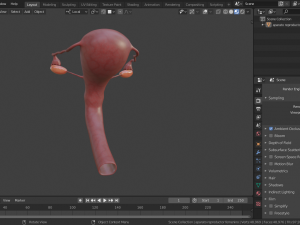 female reproductive system Modelo 3D