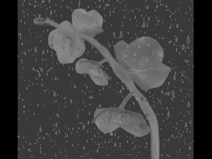 orchid 3D Model