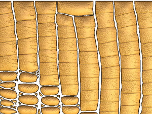 Crocodile skin 3d stl model for cnc Modello di stampa 3D