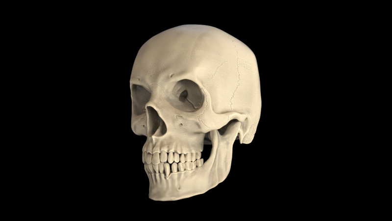 Human Male Skull 3D प्रिंट मॉडल .c4d .max .obj .3ds .fbx .stl .blend 