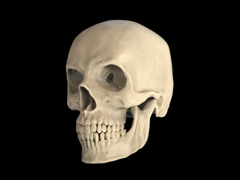 Human Male Skull 3D प्रिंट मॉडल