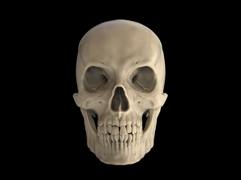 Human Male Skull 3D प्रिंट मॉडल
