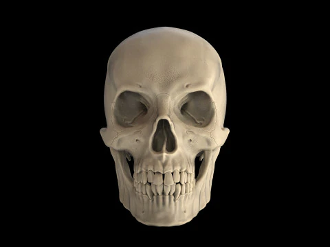 Human Male Skull 3D Print Model