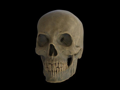 Human Male Skull 3D Print Model