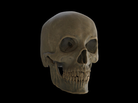 Human Male Skull 3D प्रिंट मॉडल