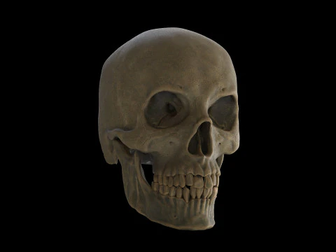 Human Male Skull 3D Print Model