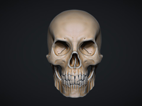 Human Male Skull 3D प्रिंट मॉडल
