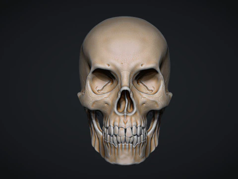 Human Male Skull 3D Print Model