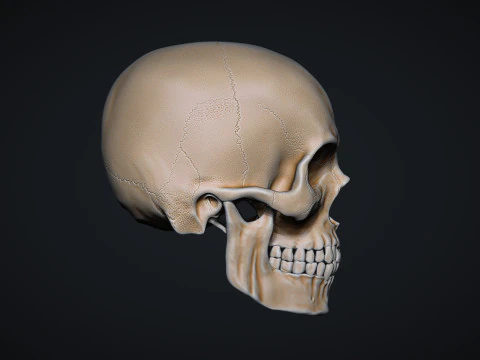 Human Male Skull 3D Print Model