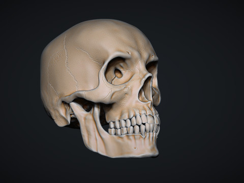 Human Male Skull 3D प्रिंट मॉडल