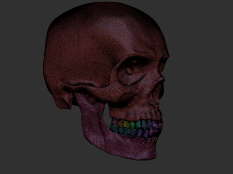 Human Male Skull 3D Print Model