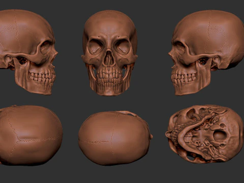 Human Male Skull 3D Print Model