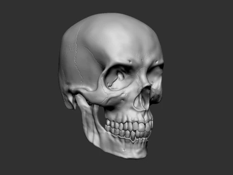 Human Male Skull 3D Print Model