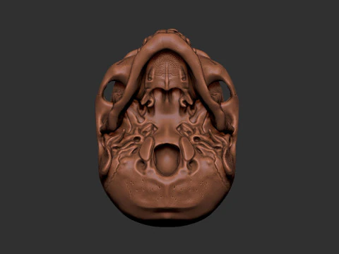 Human Male Skull 3D Print Model