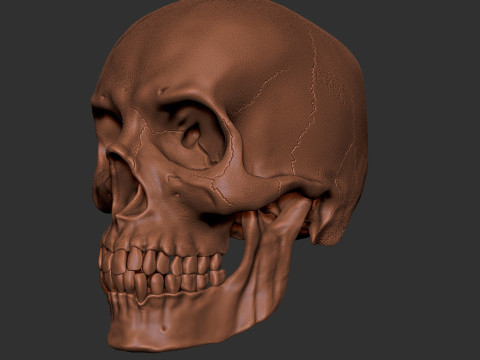 Human Male Skull 3D प्रिंट मॉडल