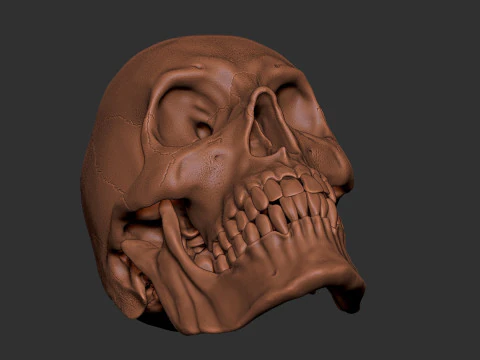 Human Male Skull 3D Print Model
