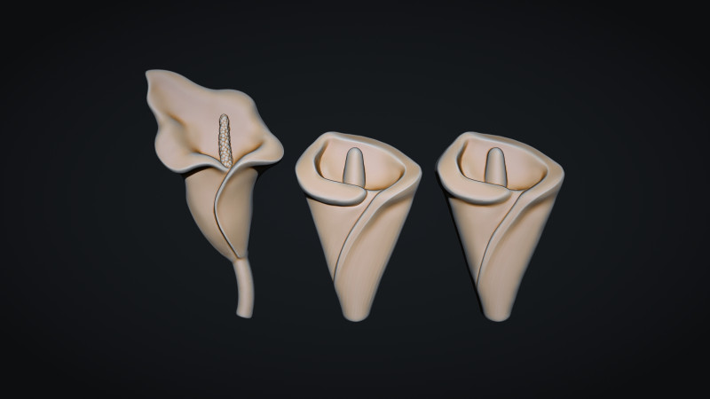 Arum Calla Lily Flower Bas Relief 3D 프린트 모델 .c4d .max .obj .3ds .fbx .stl .blend 