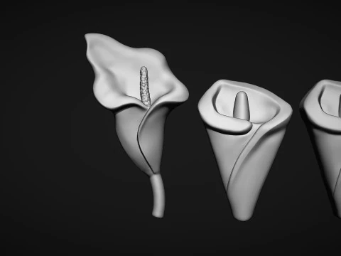 Arum Calla Lily Flower Bas Relief 3D Print Model