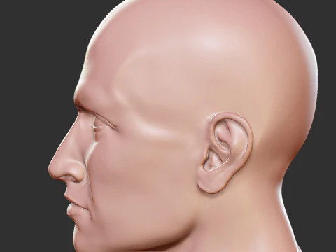 Male Head 3D Print Model