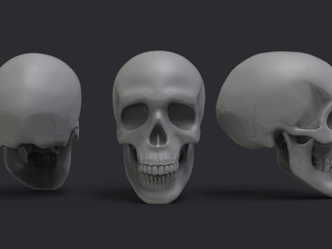 Skull 3Dプリントモデル