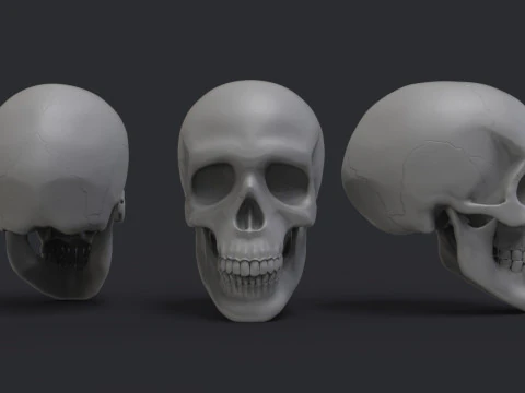 두개골 3D 프린트 모델