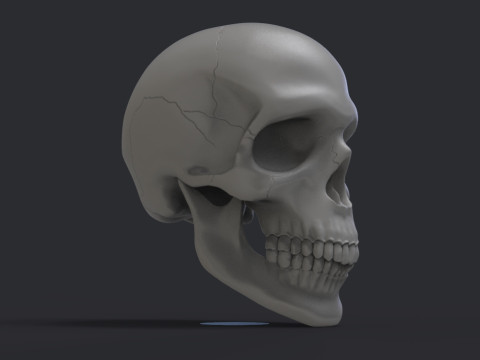 Skull Model do druku 3D