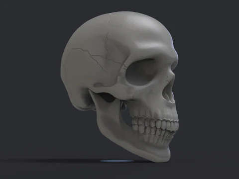 Skull 3D Print Model