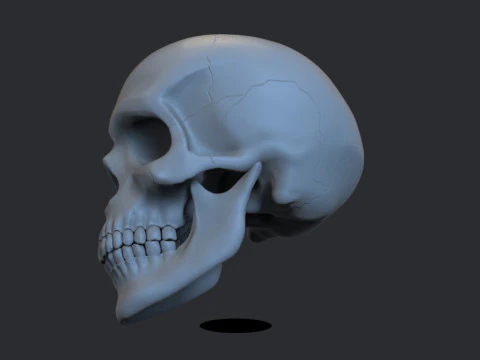 Skull 3D Print Model