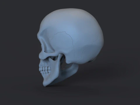 Skull 3D Print Model