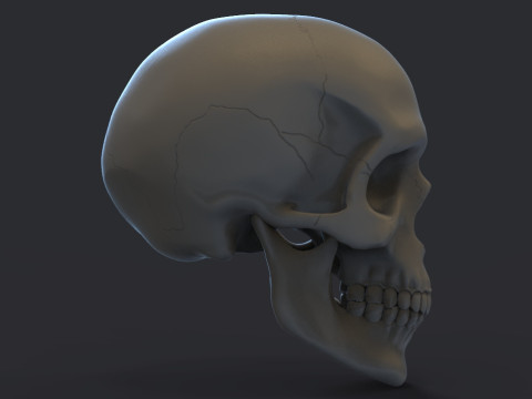 Skull Model do druku 3D