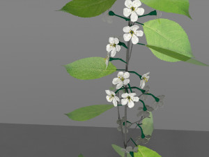 cherry branch flowers Modèle 3D