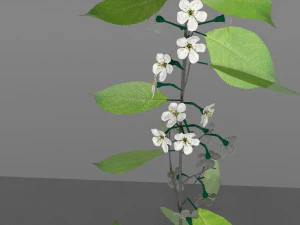 квіти гілки вишні 3D Модель