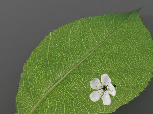 cherry branch flowers Modèle 3D