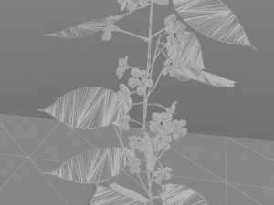 cherry branch flowers Modèle 3D