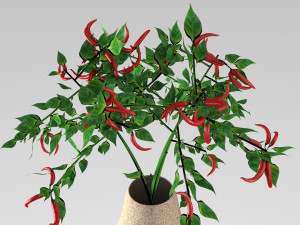pepper plant 3D मॉडल