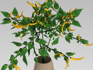 pepper plant 3D मॉडल