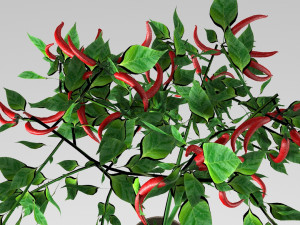 pepper plant 3D मॉडल
